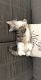 American Shorthair Cats for sale in Washington, IL, USA. price: NA