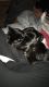 American Shorthair Cats for sale in St. George, UT, USA. price: NA