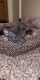 American Shorthair Cats for sale in Austin, TX, USA. price: NA