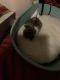 American Shorthair Cats for sale in Rialto, CA, USA. price: $60