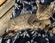 American Shorthair Cats for sale in St Paul, MN, USA. price: $250