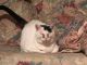 American Shorthair Cats for sale in Garfield Heights, OH, USA. price: NA