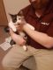 American Shorthair Cats for sale in Tonopah, AZ 85354, USA. price: NA