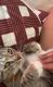 American Shorthair Cats for sale in Indianapolis, IN, USA. price: $30