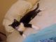 American Shorthair Cats for sale in Tonopah, AZ 85354, USA. price: $75