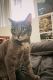 American Shorthair Cats for sale in Fontana, CA, USA. price: $300