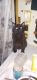 American Shorthair Cats for sale in Thurston County, WA, USA. price: NA