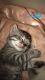 American Shorthair Cats for sale in Maplewood, NJ, USA. price: $400