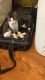 American Shorthair Cats for sale in Lancaster, PA, USA. price: NA
