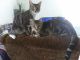American Shorthair Cats for sale in Bastrop, TX 78602, USA. price: $25