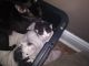 American Shorthair Cats for sale in Charleston, WV 25387, USA. price: $1