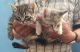 American Shorthair Cats for sale in Corona, Queens, NY, USA. price: $300