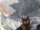 American Shorthair Cats for sale in Warner Robins, GA, USA. price: NA