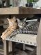 American Shorthair Cats for sale in Corona, CA 92880, USA. price: NA