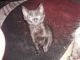 American Shorthair Cats for sale in Plainfield, IL, USA. price: $100