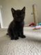 American Shorthair Cats for sale in Melbourne, FL, USA. price: $500