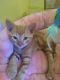 American Shorthair Cats for sale in Tempe, AZ, USA. price: NA