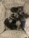 American Shorthair Cats for sale in Des Plaines, IL, USA. price: $100