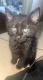 American Shorthair Cats for sale in Ferrelview, MO 64163, USA. price: $20