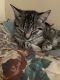 American Shorthair Cats for sale in Newark, NJ, USA. price: $300