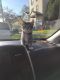 American Shorthair Cats for sale in Syracuse, NY, USA. price: $145