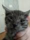 American Shorthair Cats for sale in County Rd 127, Texas, USA. price: NA