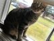 American Shorthair Cats for sale in Tacoma, WA, USA. price: $40