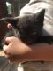 American Shorthair Cats for sale in Waterville, NY 13480, USA. price: NA
