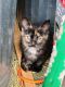 American Shorthair Cats for sale in Armada, MI 48005, USA. price: NA