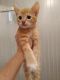 American Shorthair Cats for sale in Blaine, WA, USA. price: $75