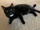 American Shorthair Cats for sale in Alexandria, VA, USA. price: $1