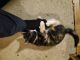 American Shorthair Cats for sale in Graham, WA 98338, USA. price: $100