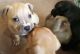 American Staffordshire Terrier Puppies for sale in Lockeford, CA, USA. price: NA