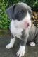 American Staffordshire Terrier Puppies for sale in Columbia, SC, USA. price: NA