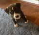 American Staffordshire Terrier Puppies for sale in Toledo, OH, USA. price: $300