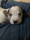 American Staffordshire Terrier Puppies for sale in Chicago, IL 60623, USA. price: $1,800
