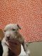 American Staffordshire Terrier Puppies for sale in 1028 Jane St, Lexington, KY 40508, USA. price: NA