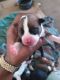 American Staffordshire Terrier Puppies for sale in Virginia Beach, VA, USA. price: $750
