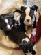 American Staffordshire Terrier Puppies for sale in Indian Orchard, MA 01151, USA. price: $800