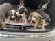 American Staffordshire Terrier Puppies for sale in Aurora, CO, USA. price: $400