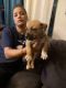 American Staffordshire Terrier Puppies for sale in Fort Myers, FL, USA. price: NA
