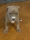 American Staffordshire Terrier Puppies for sale in Charleston, IL 61920, USA. price: $400