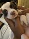 American Staffordshire Terrier Puppies for sale in Gardena, CA, USA. price: NA