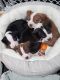 American Staffordshire Terrier Puppies for sale in Utah County, UT, USA. price: $700