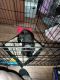 American Staffordshire Terrier Puppies for sale in Florissant, MO, USA. price: $200