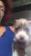 American Staffordshire Terrier Puppies for sale in McKeesport, PA, USA. price: $500
