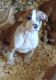 American Staffordshire Terrier Puppies for sale in Cameron, MO 64429, USA. price: NA