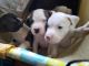 American Staffordshire Terrier Puppies for sale in Park Hills, MO 63601, USA. price: $30,000