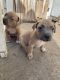 American Staffordshire Terrier Puppies for sale in Hampton, VA, USA. price: $400