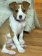 American Staffordshire Terrier Puppies for sale in Florence, SC, USA. price: $500